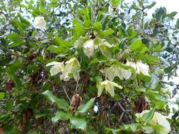 Imagem de Clematis cirrhosa L.