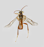 Image of <i>Tenthredopsis litterata</i>