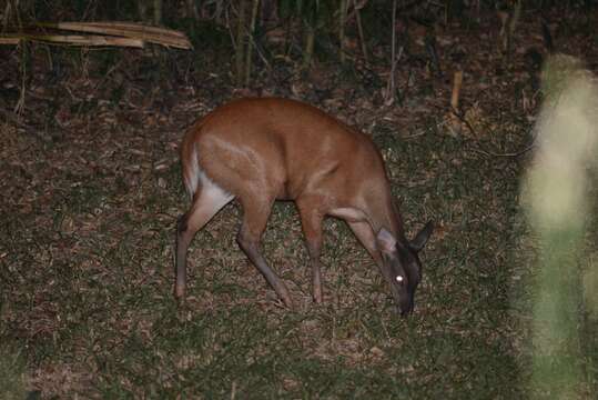 Image of South American Red Brocket