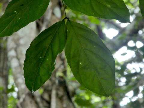 Image of Salmon Bean