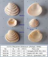 Image of Veneroidea Rafinesque 1815