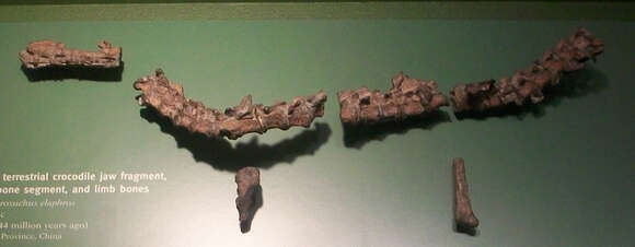 Image of Dibothrosuchus