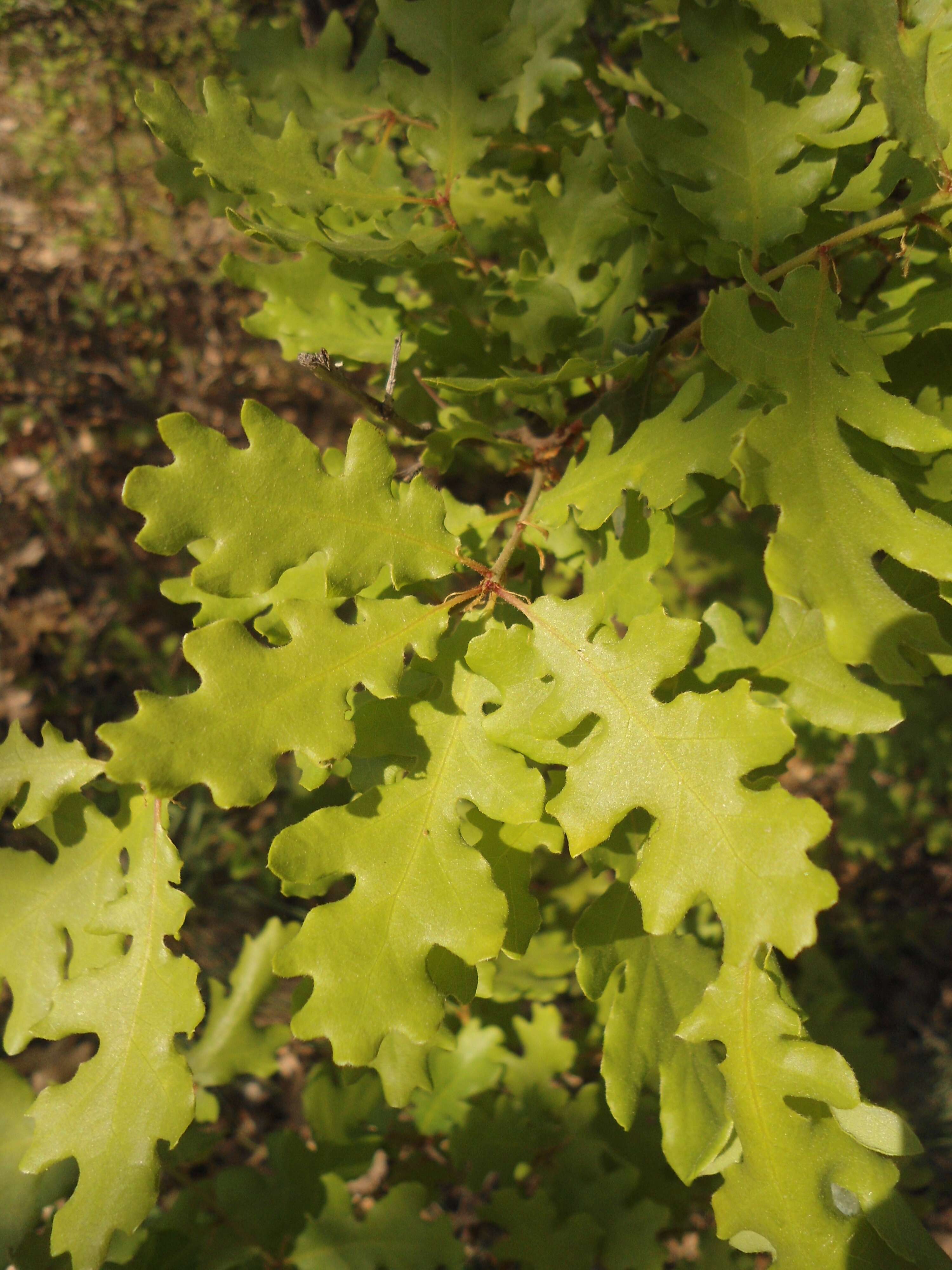 Image of Dalechamp's Oak