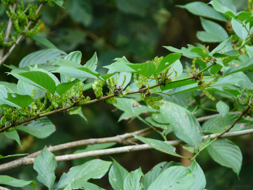 Image of Dendrolobium triangulare (Retz.) Schindl.