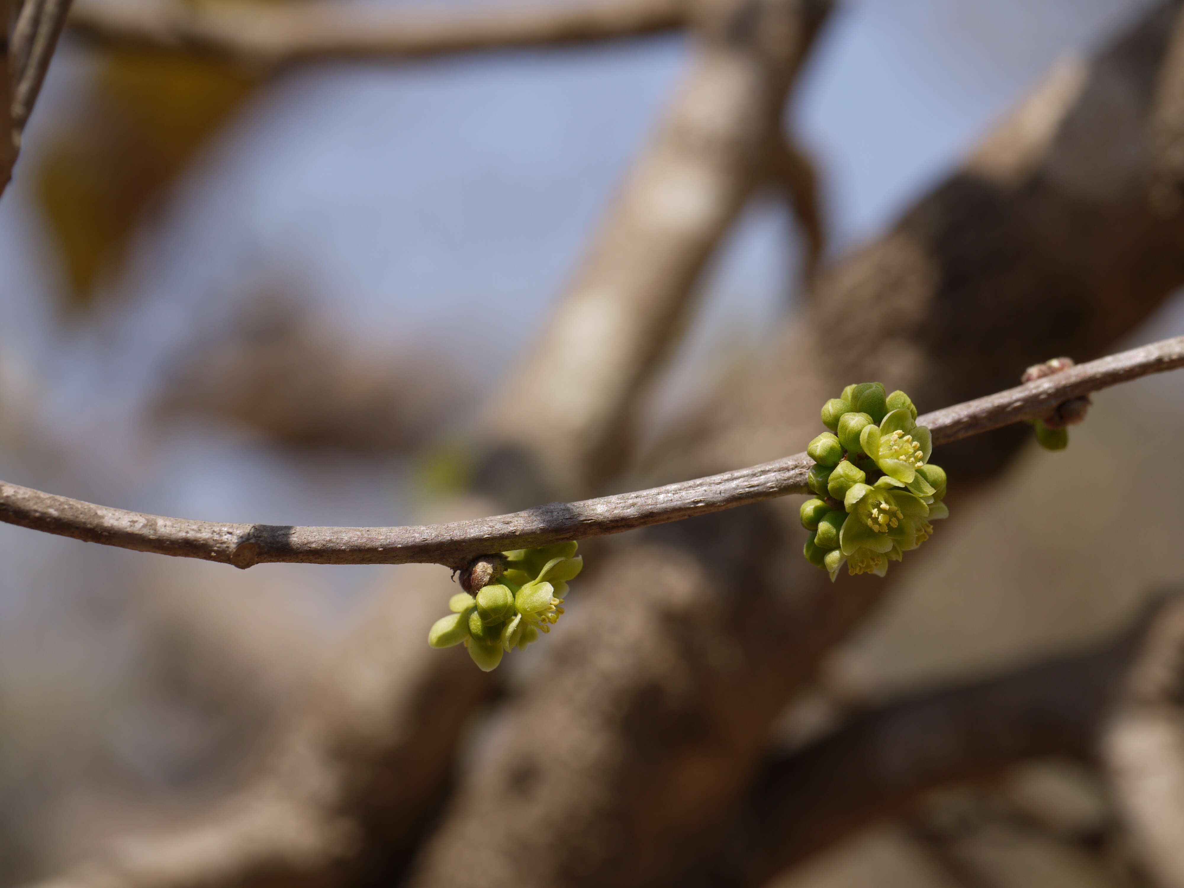 Image of Casearia tomentosa Roxb.