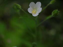 Image of Hibiscus lobatus (Murray) Kuntze