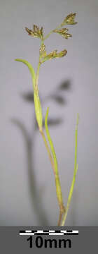 Image of mossgrass