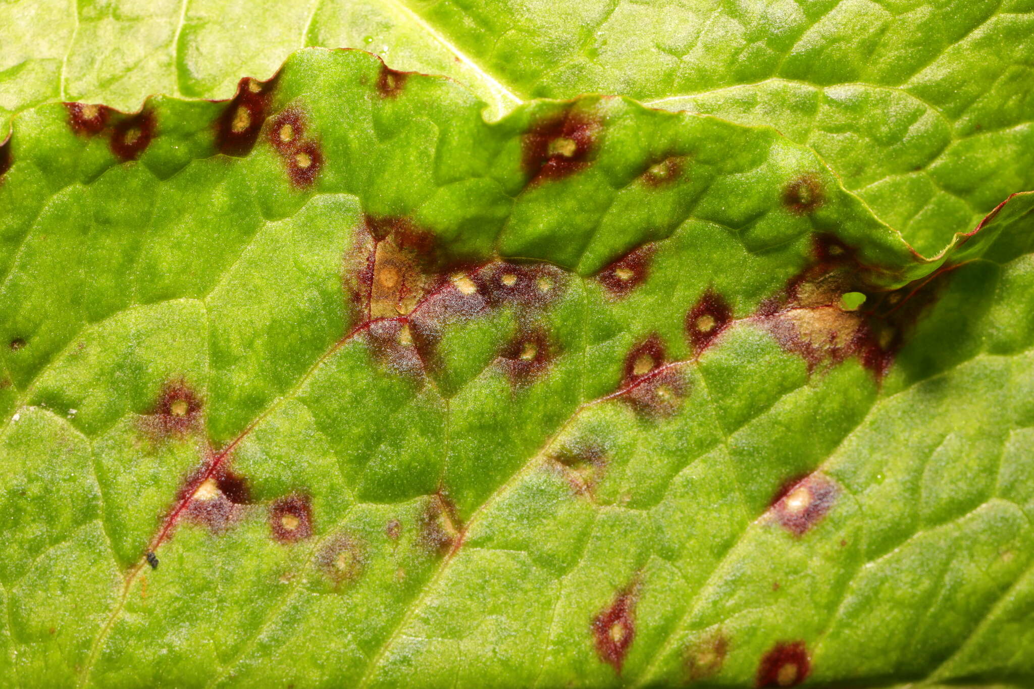 Image of Ramularia rubella (Bonord.) Nannf. 1950