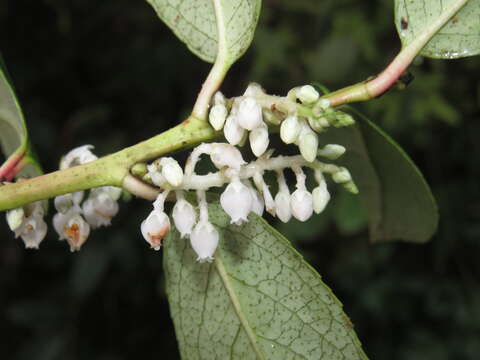 Image of Gaultheria fragrantissima Wall.