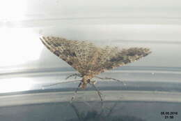 Image of twenty-plume moth