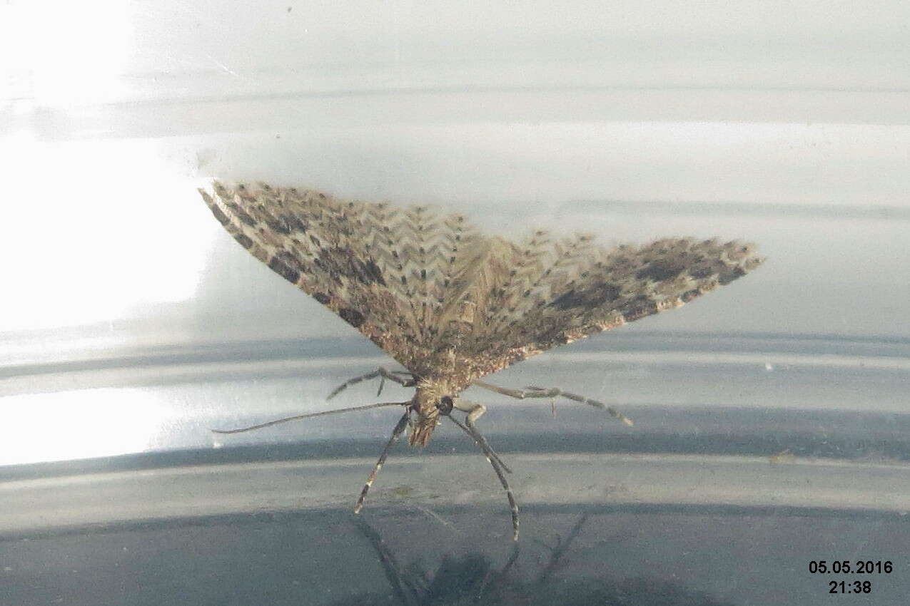 Image of twenty-plume moth