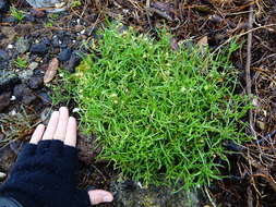 Image of Spergularia tasmanica (Kindb.) L. G. Adams