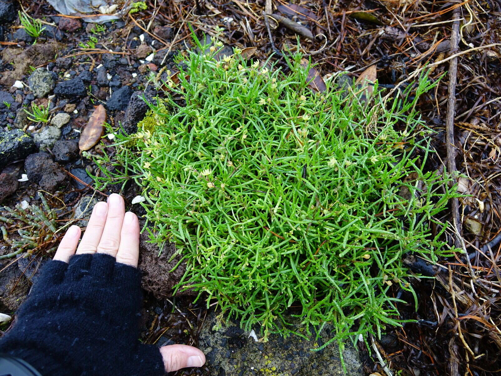 Image of Spergularia tasmanica (Kindb.) L. G. Adams