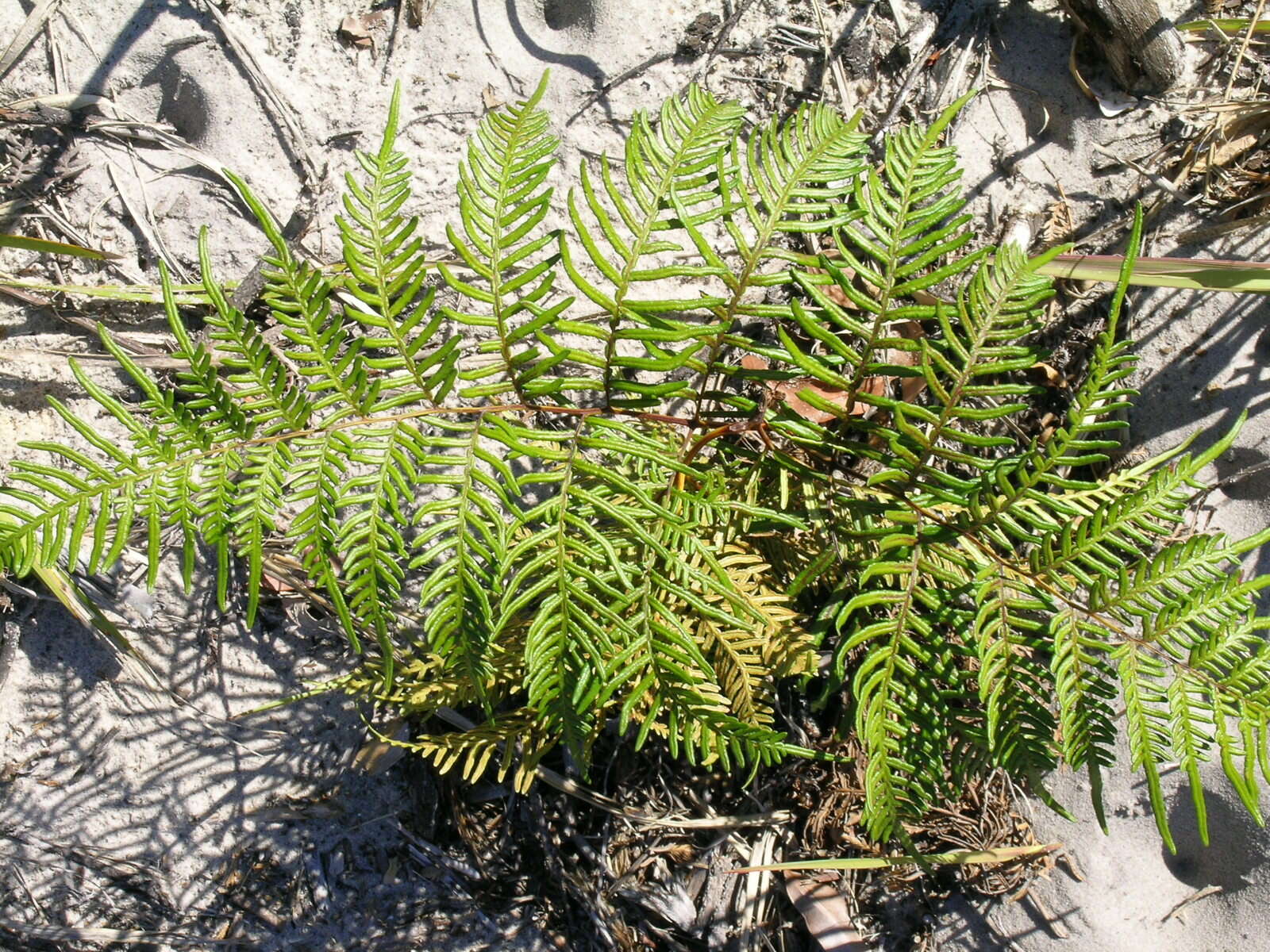 Image of Pteridium esculentum (G. Forst.) Nakai