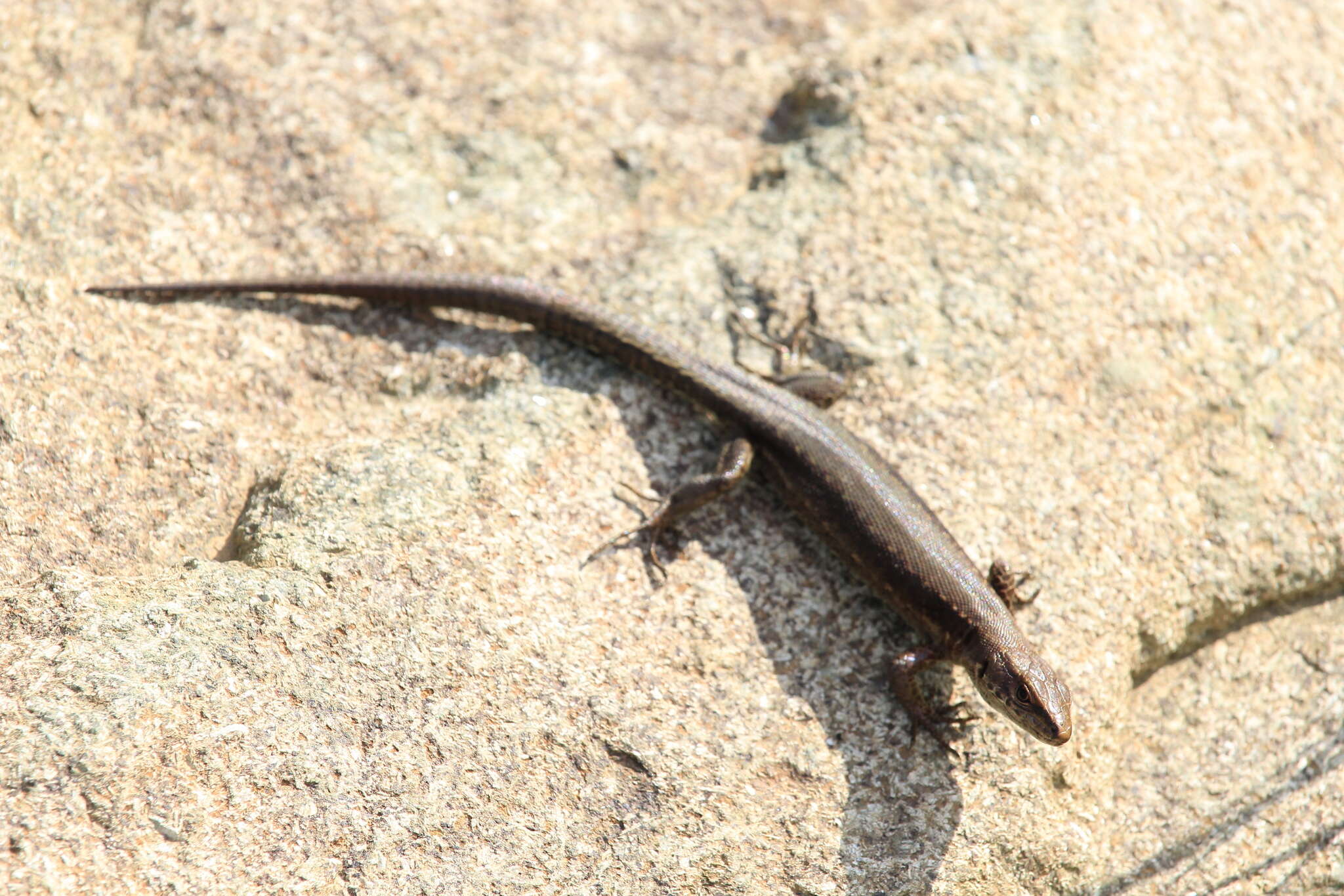 Image of Derjugin's lizard