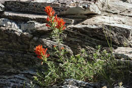 Image of wavyleaf Indian paintbrush