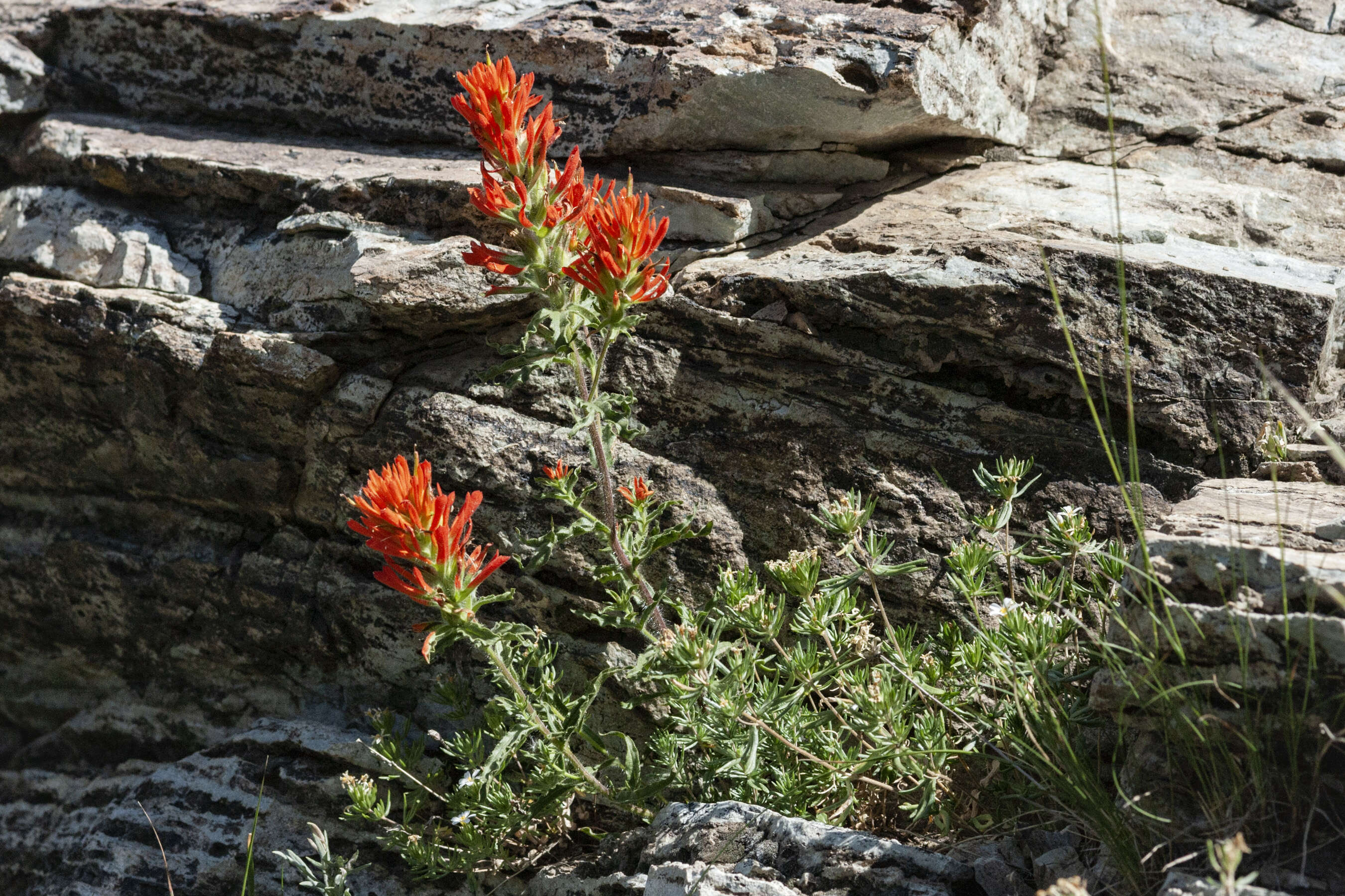 Image of wavyleaf Indian paintbrush