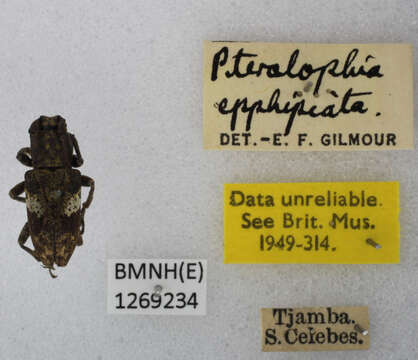 Image of Pterolophia (Ale) ephippiata (Pascoe 1865)