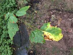 Image of Striped Maple