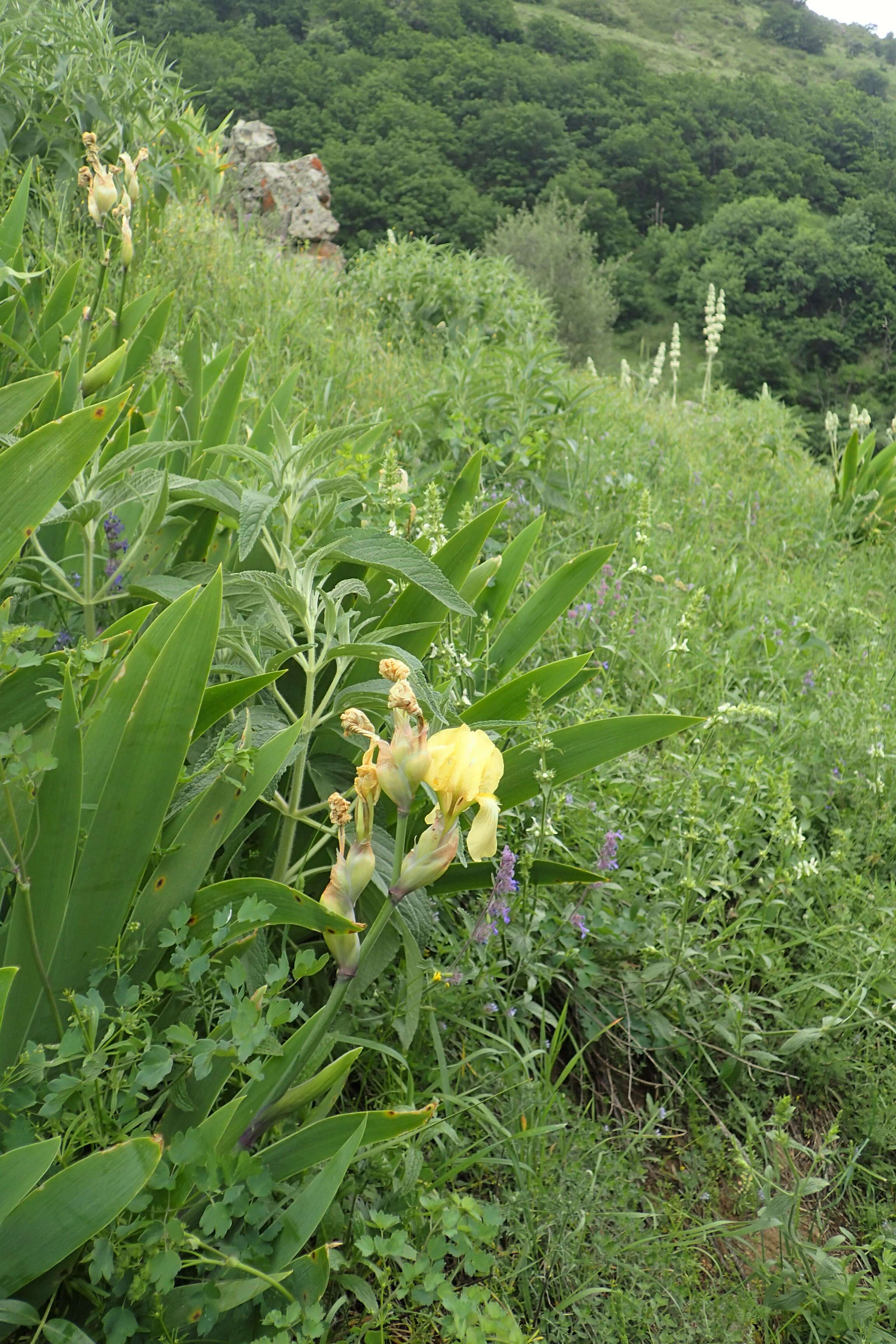 Image of Iris imbricata Lindl.