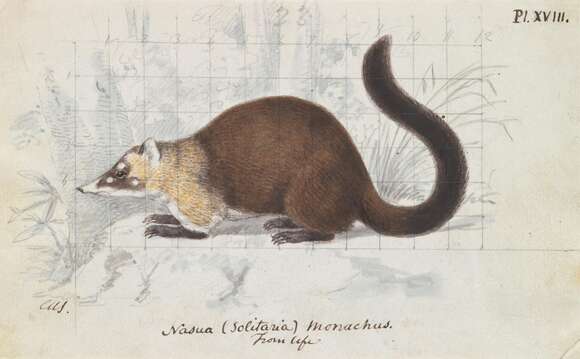 Image of Coati