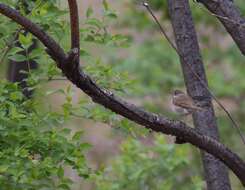 Image of Hermit Thrush