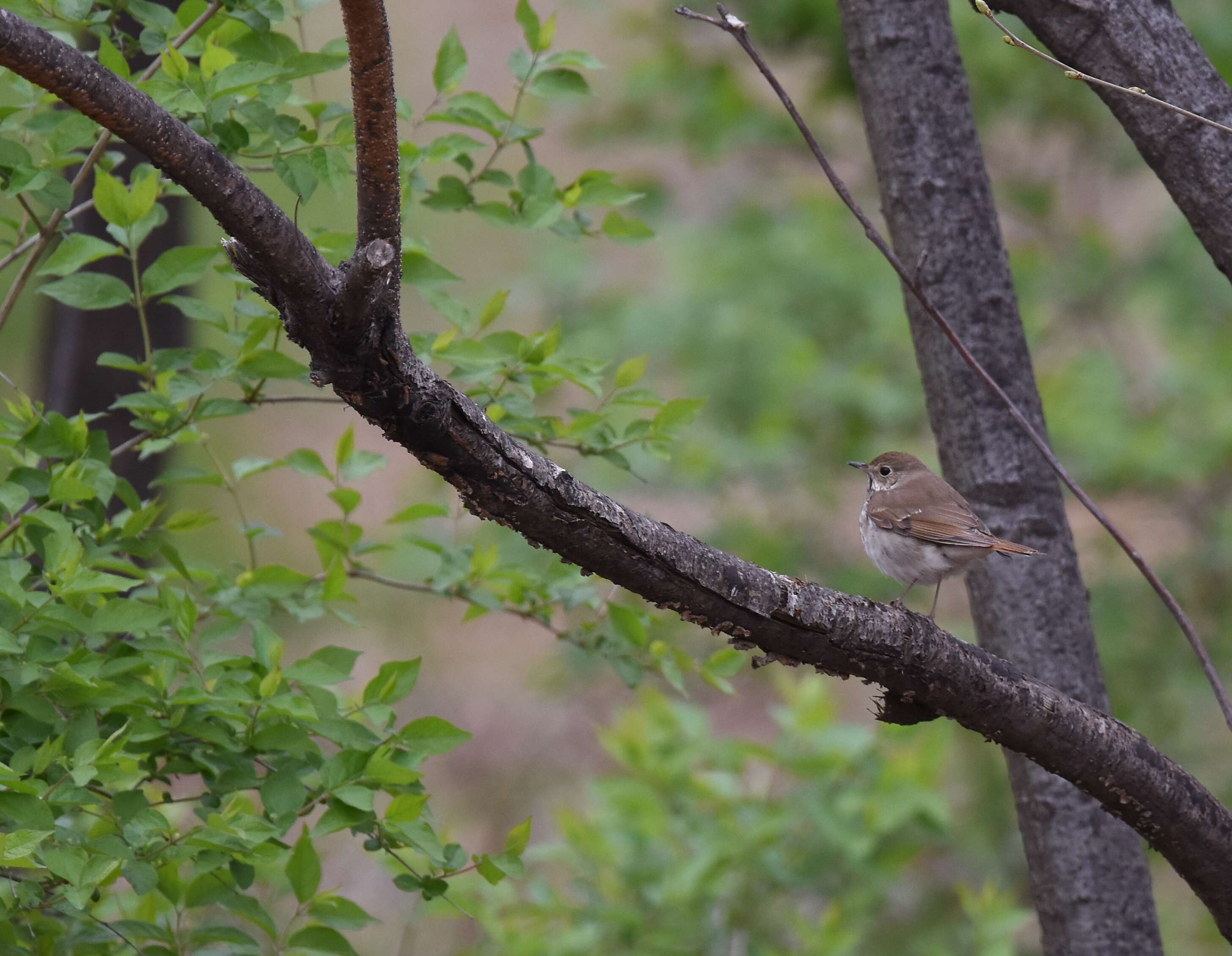 Image of Hermit Thrush