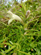 Image of Chloanthes stoechadis R. Br.