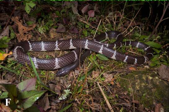 Image of Lycodon chapaensis