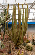 Weberbauerocereus winterianus F. Ritter的圖片