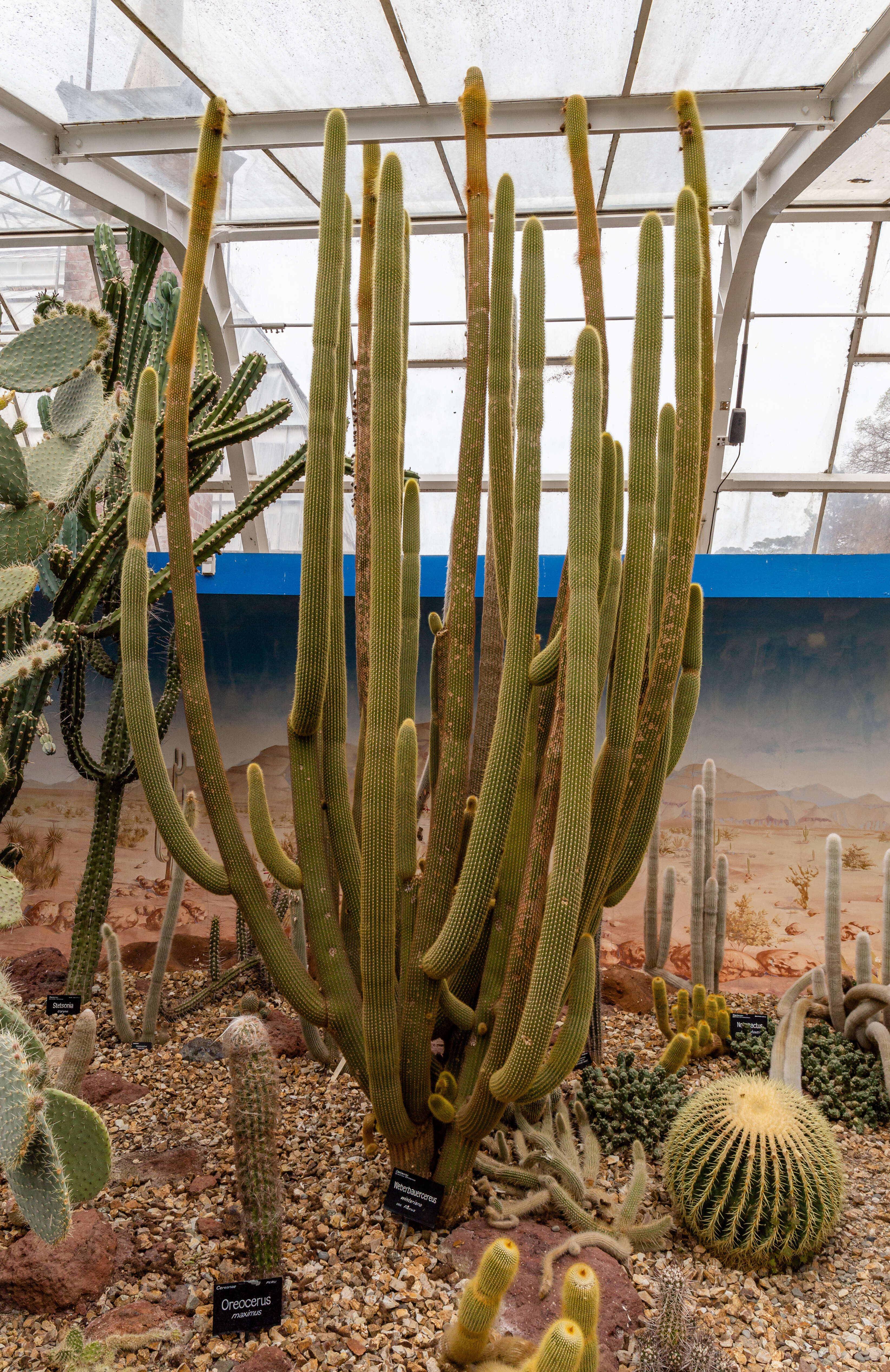 Image of Weberbauerocereus winterianus F. Ritter