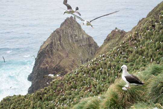 Image de Albatros de Carter