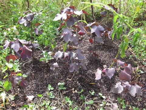 Gossypium herbaceum L. resmi