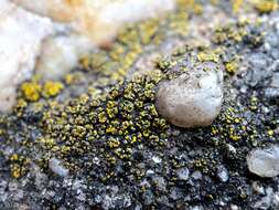 Image of Hidden goldspeck lichen