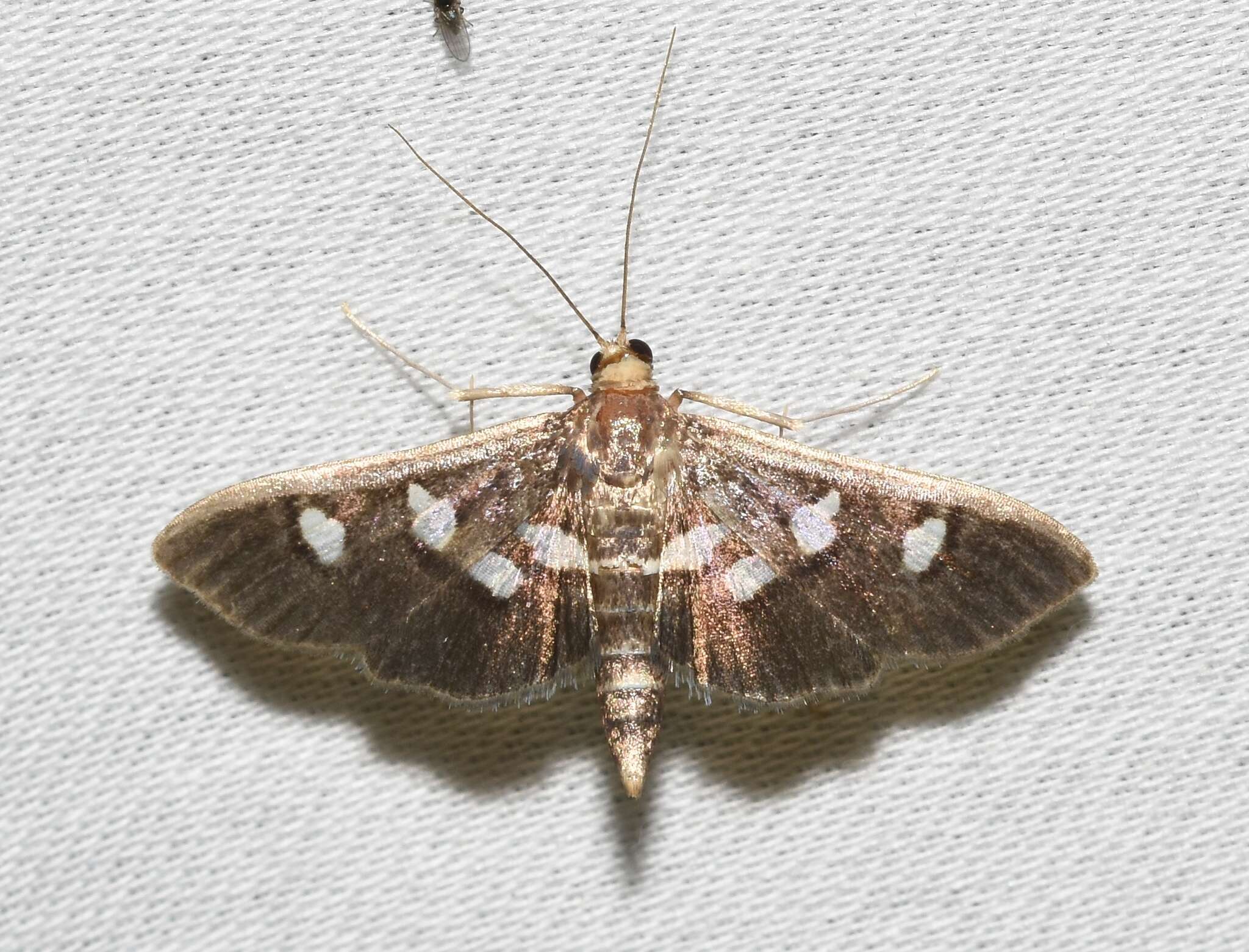 Image of Desmia subdivisalis