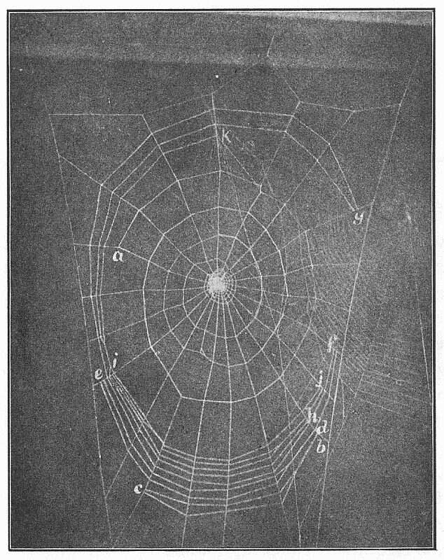 Image of Gray Cross Spider