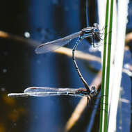 Image of Austrolestes psyche (Hagen ex Selys 1862)