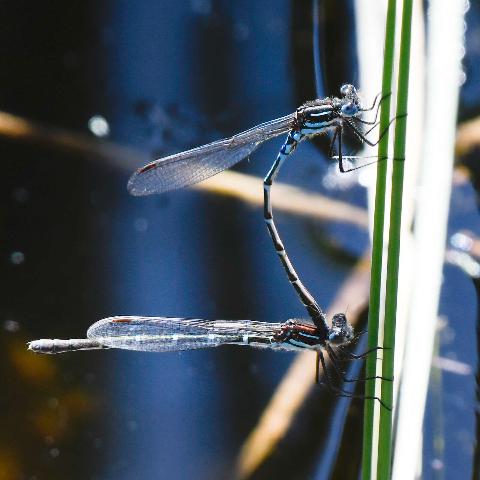 Image of Austrolestes psyche (Hagen ex Selys 1862)