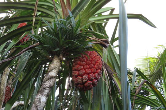 Image of Pandanus grayorum