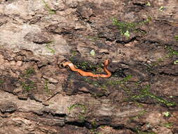 Image of flatworms