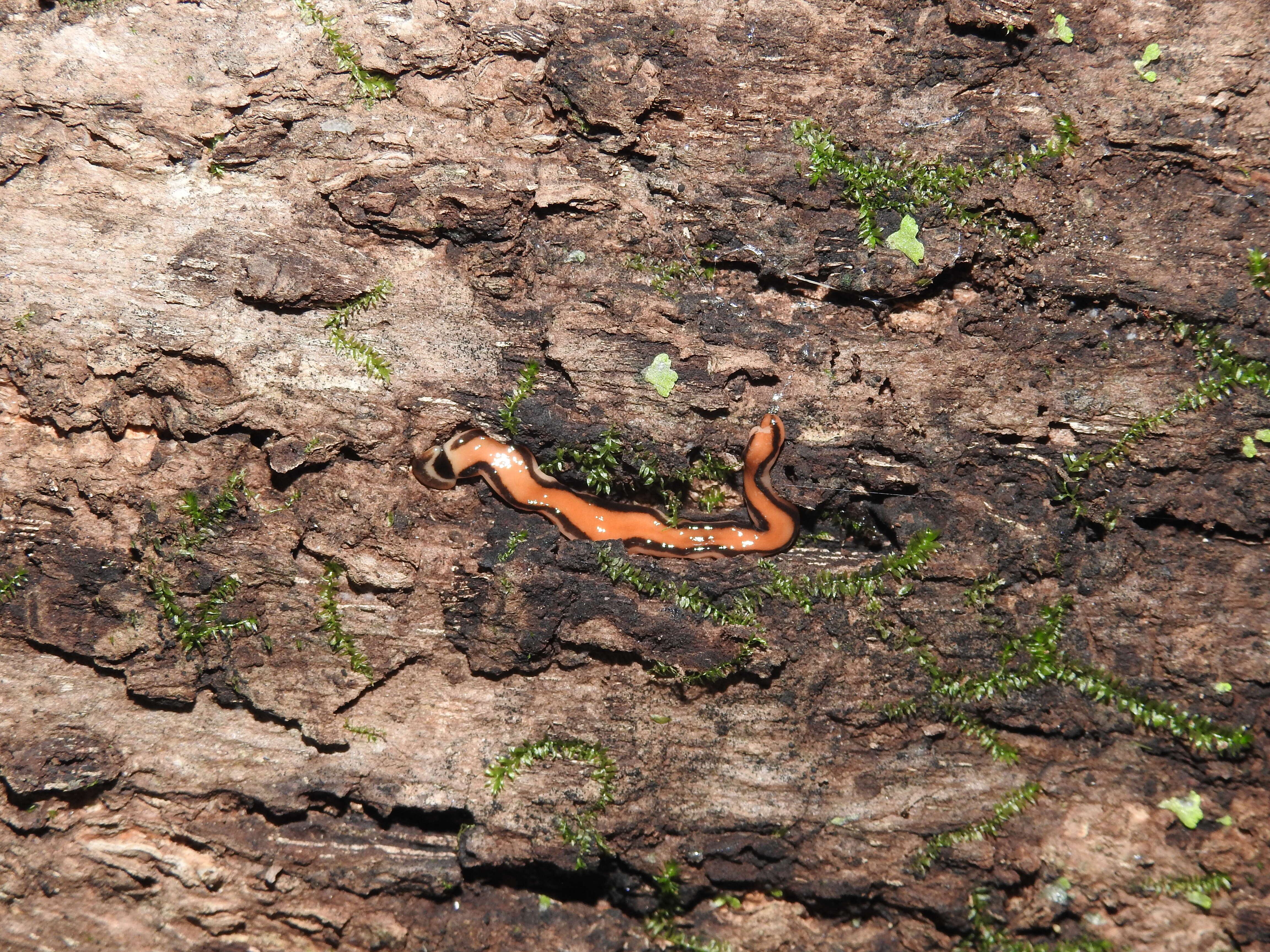 Image of flatworms