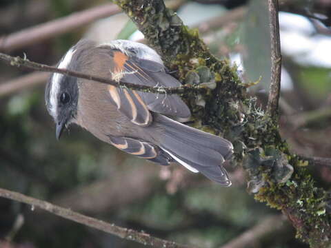 Image of Rufous-breasted Chat-Tyrant