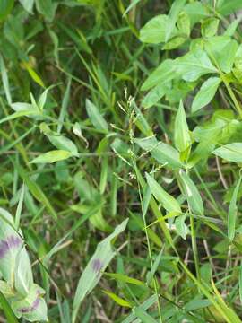 Image of southern cutgrass