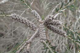 Image de Melaleuca hamulosa Turcz.