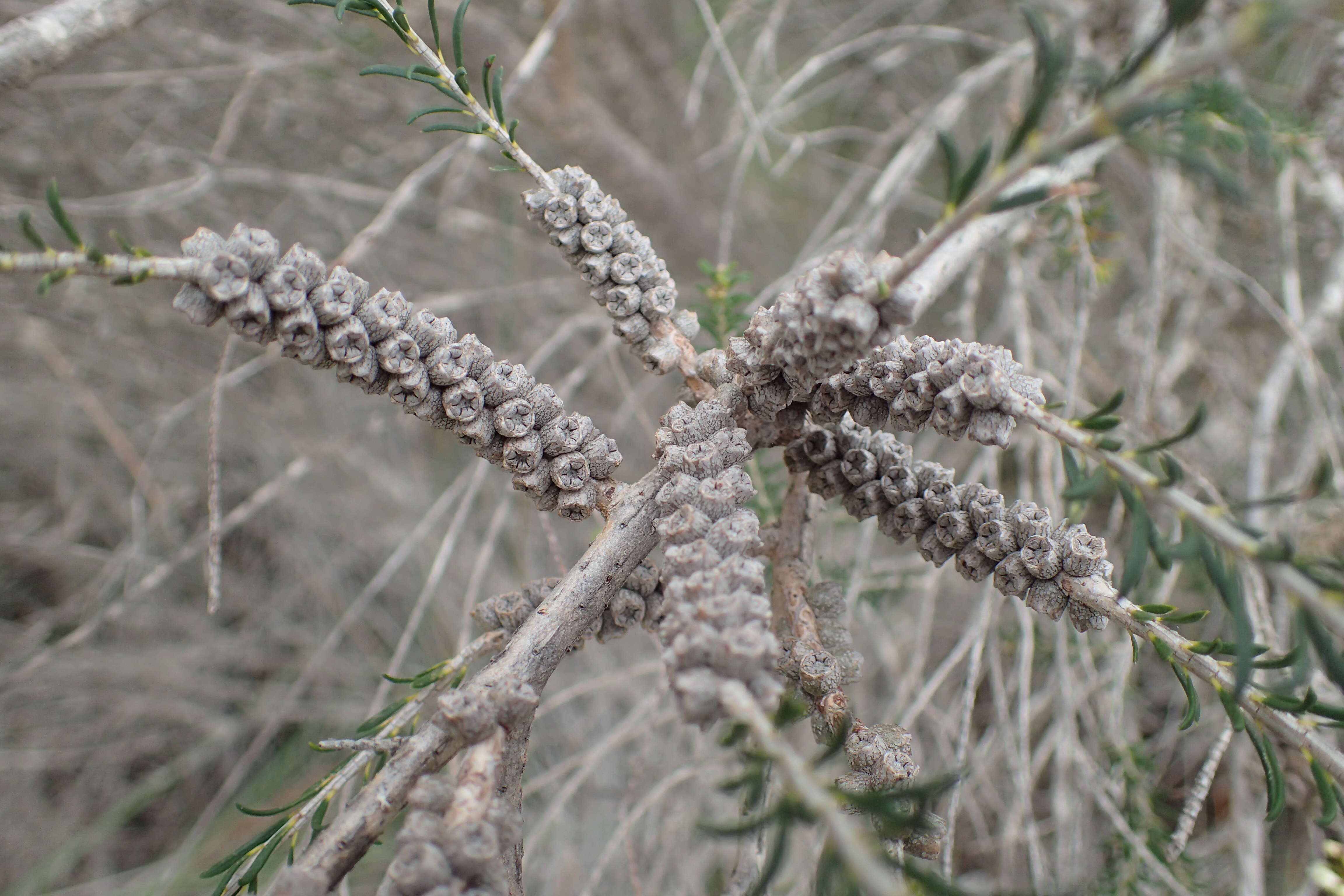 Image de Melaleuca hamulosa Turcz.