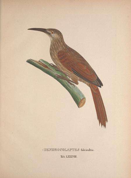 Image of Moustached Woodcreeper