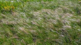 Plancia ëd Stipa lessingiana Trin. & Rupr.