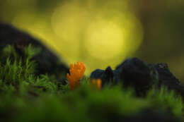 Image of Calocera viscosa (Pers.) Fr. 1821