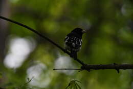 Image of Rose-breasted Grosbeak