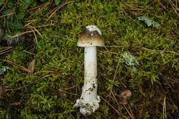 Image of Amanita olivaceogrisea Kalamees 1986